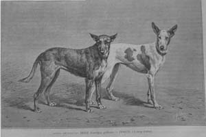 incisione di P. Mahler, cani charnigue